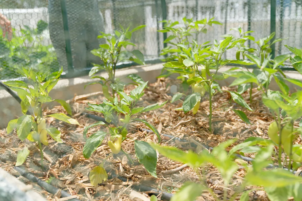 Banana Peppers