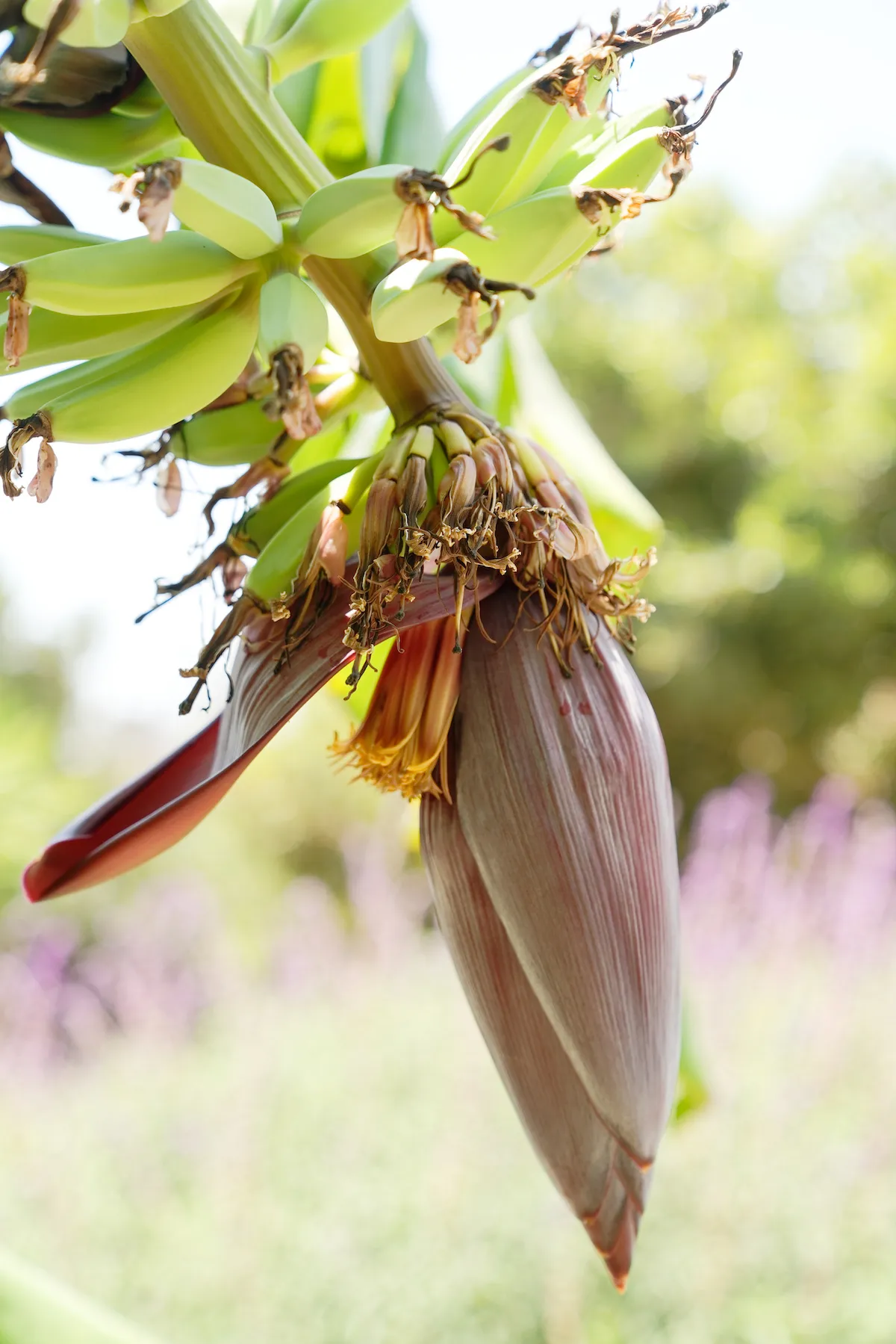 Banana Flower