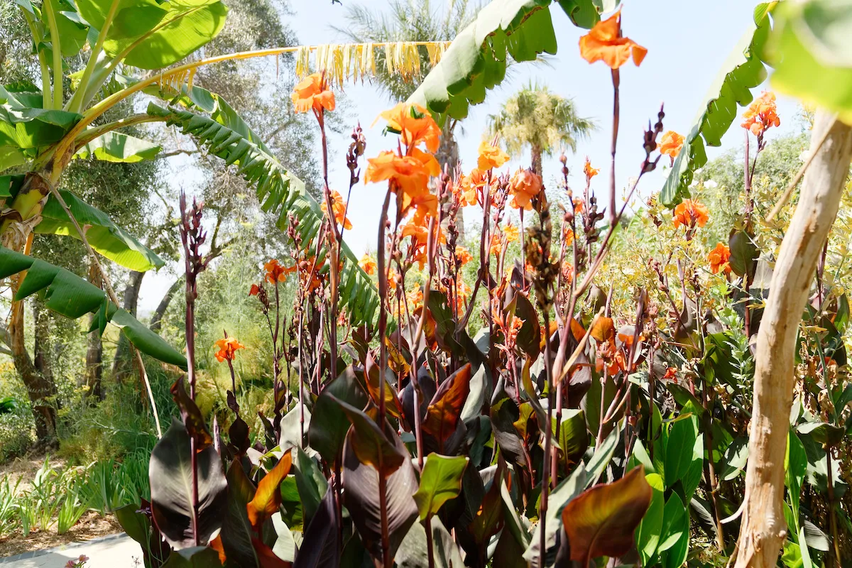 Canna Lilies