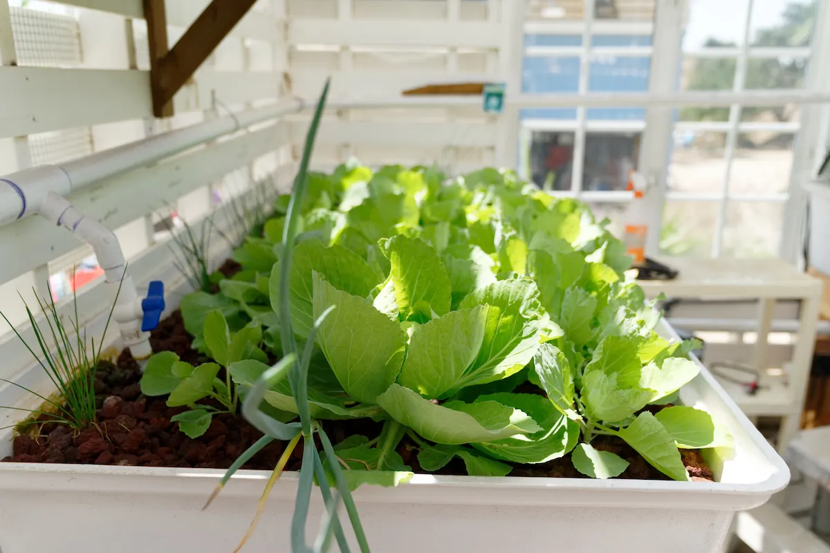 Green Cabbage and Green Onions