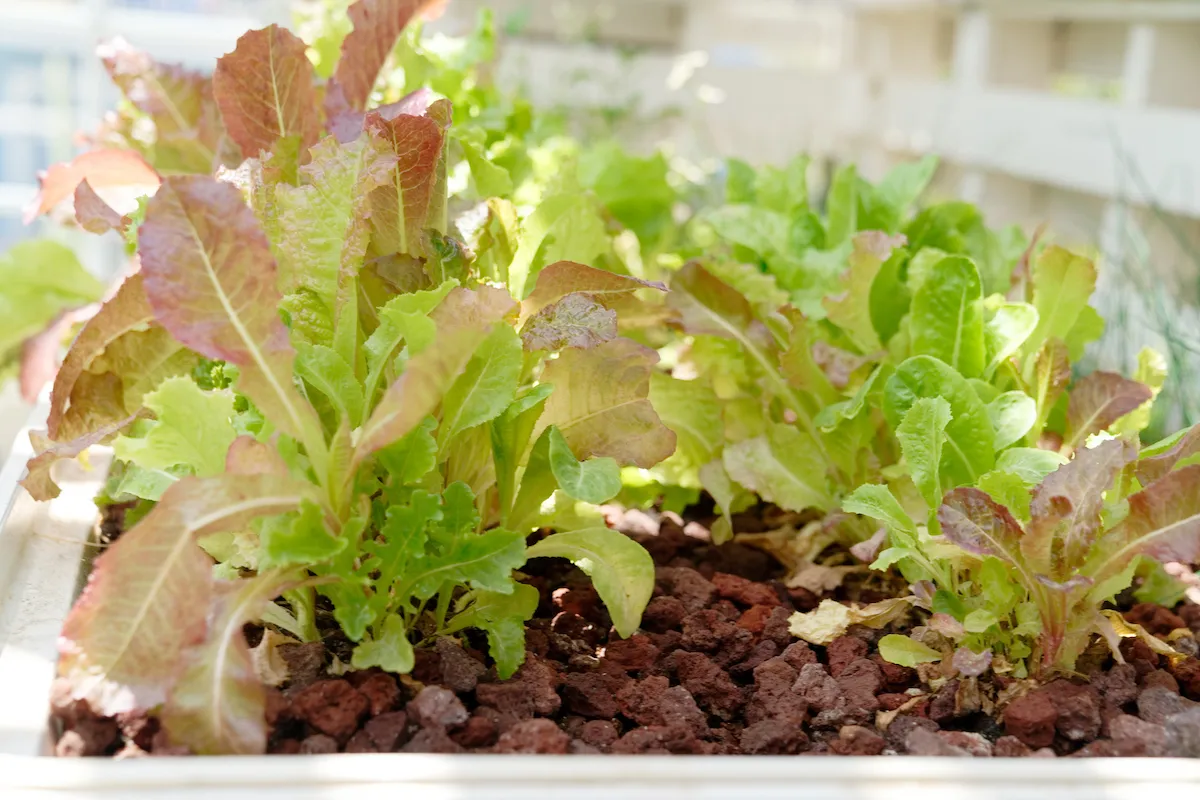 Aquaponic Gourmet Mix Lettuce