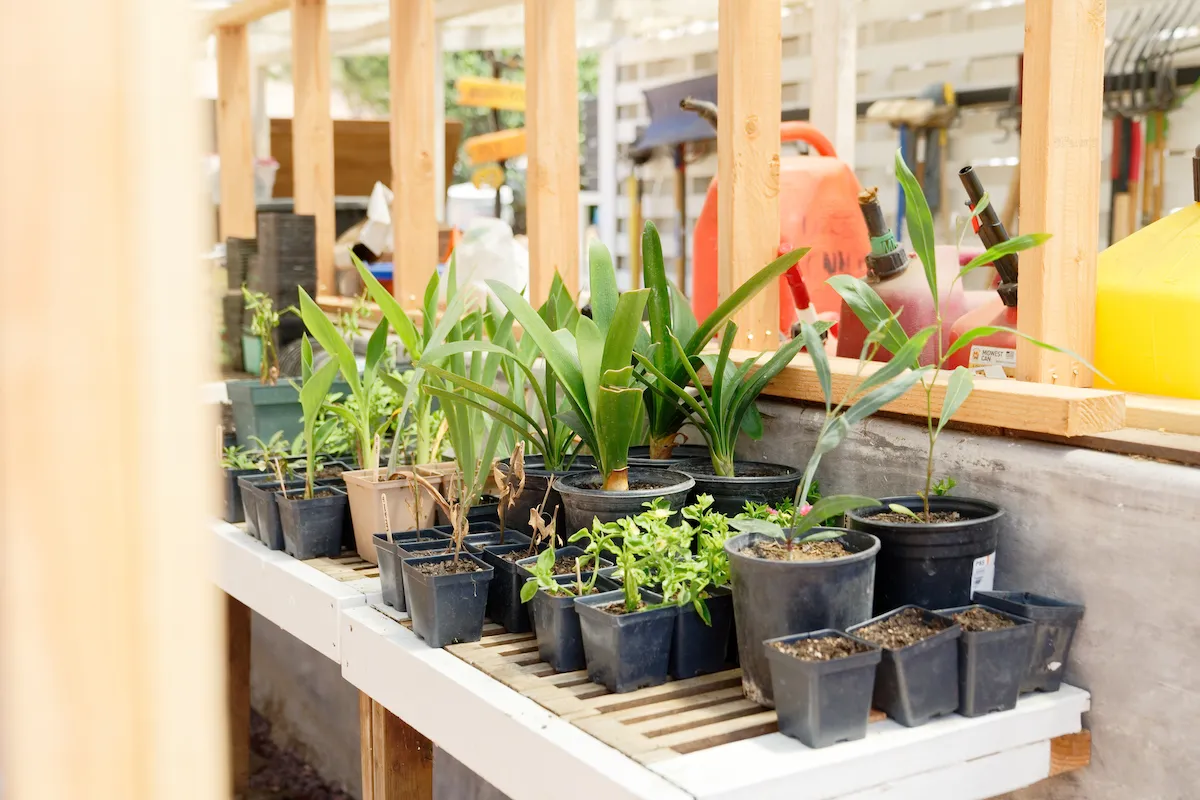 Assorted Potted Plants