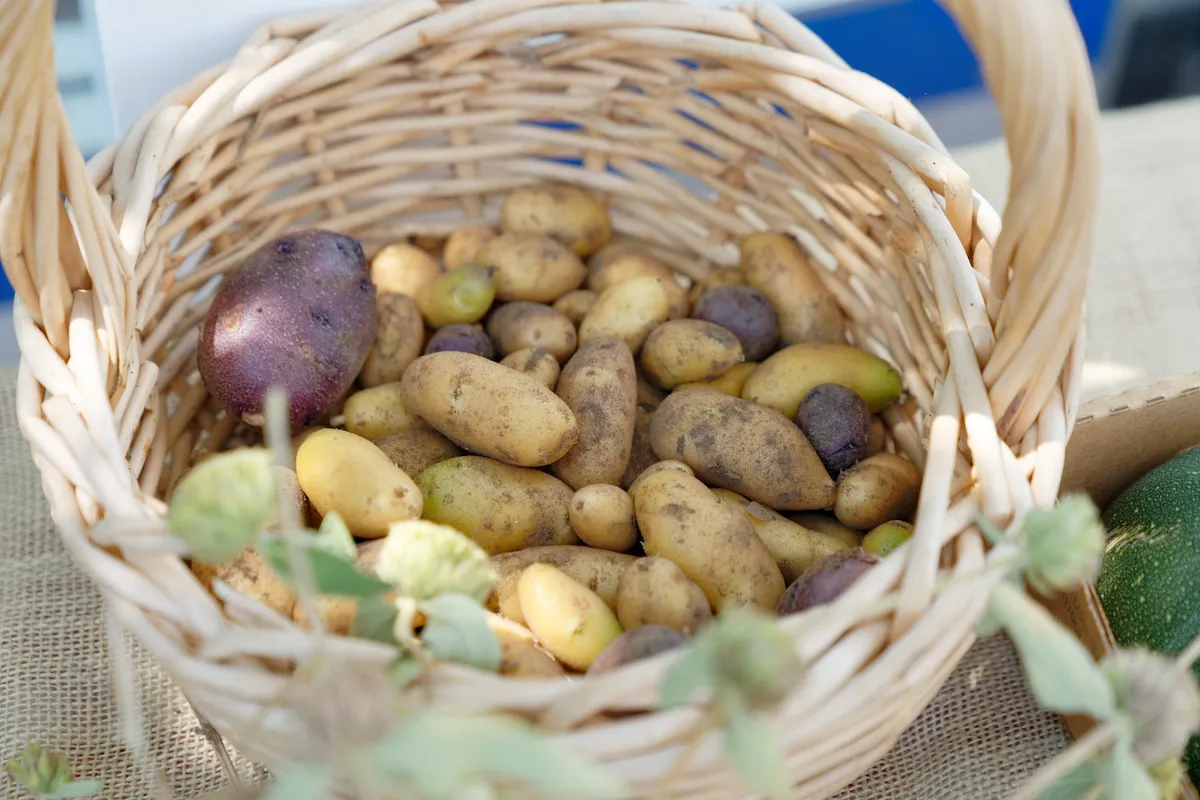 Assorted Potatoes