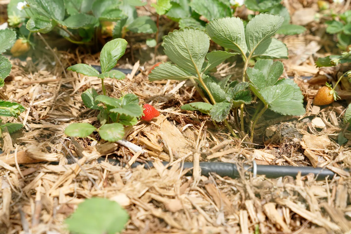 Strawberries