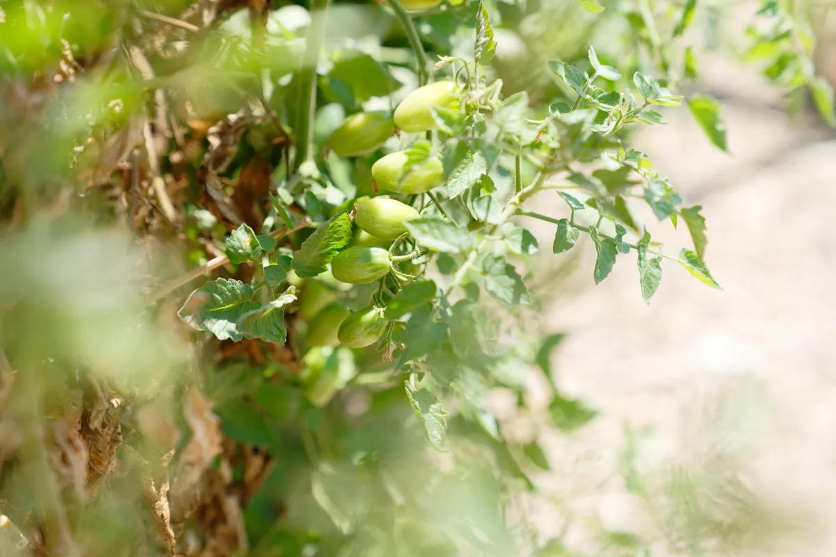 More Tomatoes