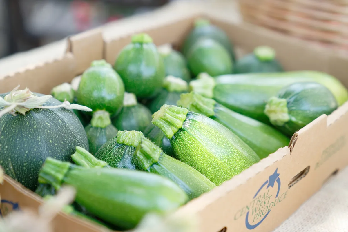 More Zucchini Squash