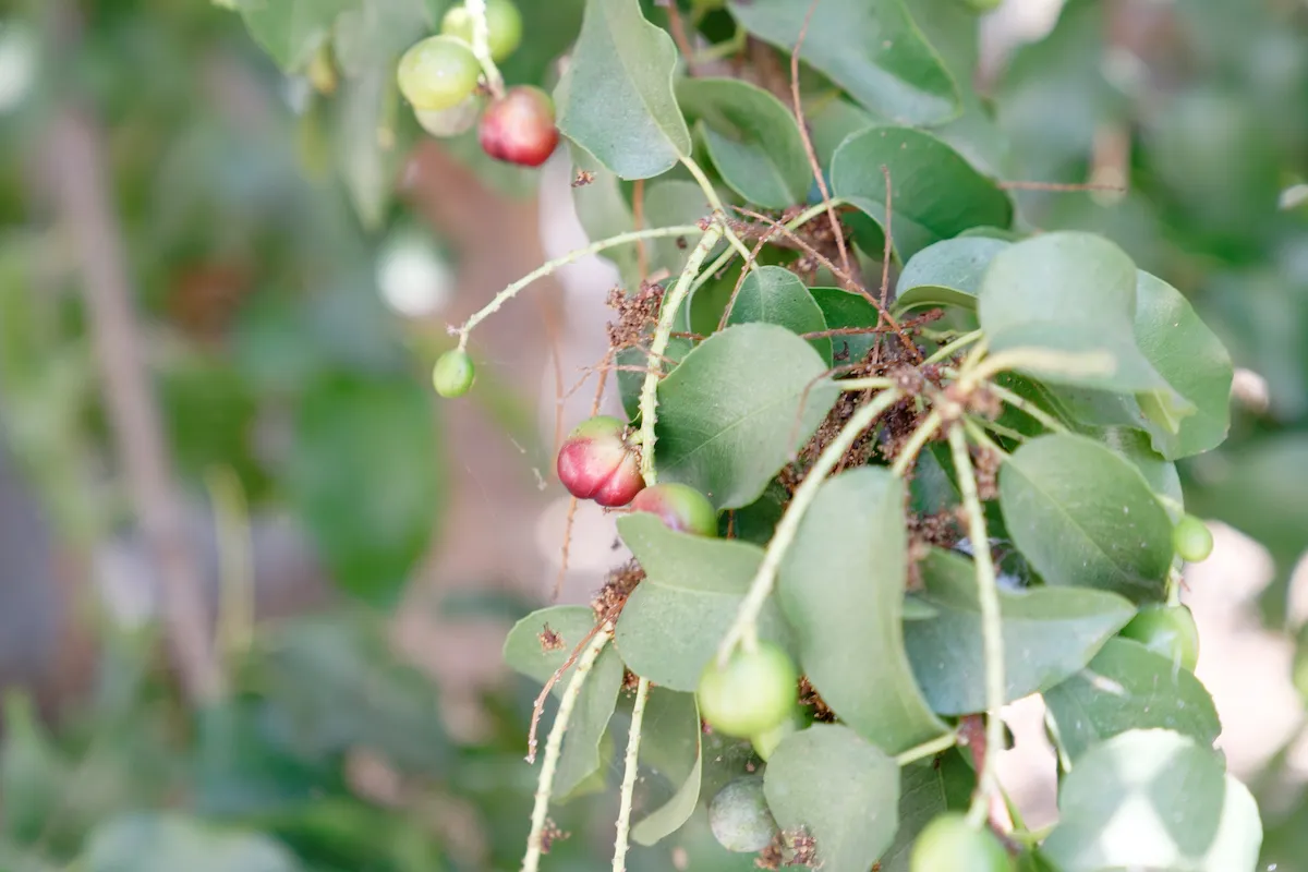 Bright Horizon Seeds